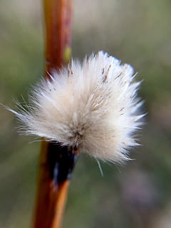 giallastro, fiore, primavera, i nostri personaggi, vimine, fragilità, vulnerabilità, avvicinamento, pianta fiorita, concentrarsi sulle conoscenze acquisite, pianta, dente di leone, natura, freschezza, bellezza nella natura, nessuno, crescita, giorno, morbidezza, Colore bianco, semi di dente di leone, all'aperto, stelo vegetale, testa di fiore, pianta appassita, 2K, CC0, dominio pubblico, privo di copyright