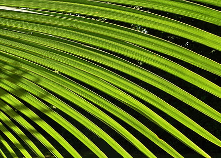 Palma, folha, verde, árvore, folhagem, sul, verão, natureza, caribe, quente, feriado, coco, tropical, de praia, botânica, ilha, paisagens, paraíso, plantar, plantas, recuado, folhas verdes, papel de parede, folha de palmeira, mar, trópicos, leve, exibição, cor verde, crescimento, parte da planta, beleza na natureza, quadro completo, ninguém, origens, fechar-se, Palmeira, clima tropical, padronizar, padrão natural, ao ar livre, dia, sai, 1080P, CC0, domínio público, royalty free