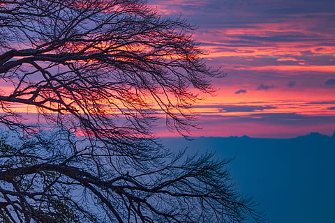 Morgenrot, pilviä, puu, auringonnousu, taivas, morgenstimmung, punainen, valjeta, aamunkoite, auringonlasku, pilvi - taivas, kauneus luonnossa, paljas puu, tyyneys, maisemat - luonto, rauhallinen kohtaus, luonto, kasvi, haara, ei ihmisiä, oranssi väri, siluetti, idyllinen, dramaattinen taivas, ulkona, majesteettinen, romanttinen taivas, violetti, 5K, CC0, public domain, rojaltivapaa