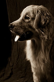 hund, profil, kæledyr, dyr, hunde, renraset hund, pattedyr, husdyr, nuttet, et dyr, dyre temaer, indenlandske, dyr kropsdel, leder, kigger væk, dyr hoved, hvirveldyr, ingen mennesker, tæt på, indendørs, sidebillede, munden åben, mund, profilvisning, gispende, dyre mund, snude, aggression, 5K, CC0, offentligt domæne, royaltyfrie