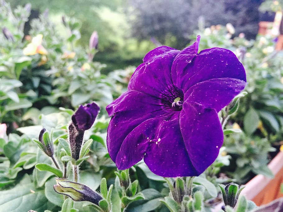 viola, fiore, avvicinamento, messa a fuoco selettiva, vivido, crescita, pianta, bellezza nella natura, pianta fiorita, petalo, concentrarsi sulle conoscenze acquisite, vulnerabilità, fragilità, freschezza, far cadere, infiorescenza, testa di fiore, natura, bagnato, nessuno, acqua, purezza, 2K