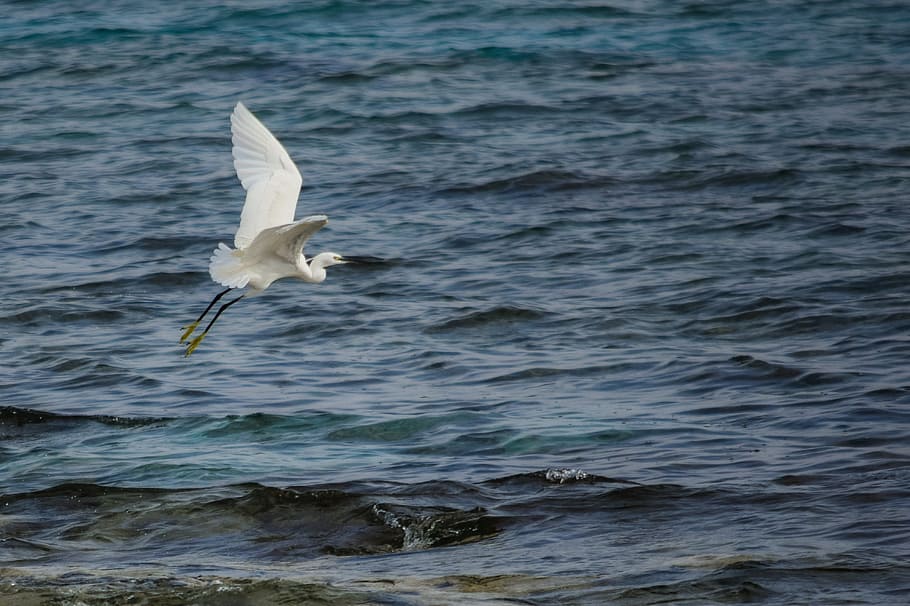 airone, volante, volo, uccello, mare, natura, animale, acqua, temi animali, un animale, animali allo stato selvatico, fauna selvatica, vertebrato, ali spiegate, movimento, lungomare, nessuno, bellezza nella natura, giorno, mezz'aria, increspato, gabbiano, 4K
