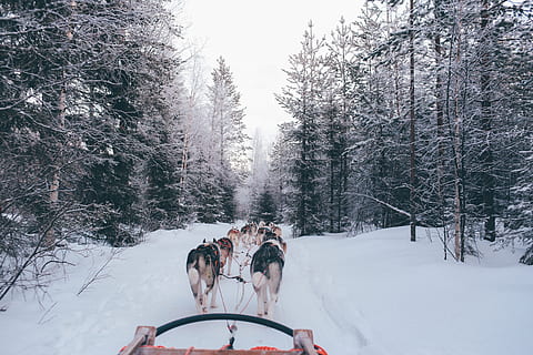 Pack, Wölfe, Tragen, Schlitten, mehrere, Gehen, Schneefeld, Person, Aussicht, Schlittenhunde, schwarz, Bäume, Schnee, Winter, draußen, Natur, kalte Temperatur, Wald, Jahreszeit, Baum, Tag, Hund, Transport, Schlittenhund, inländisch, Säugetier, Pflanze, Haustiere, Eckzahn, Wirbeltier, Land, Tierthemen, ein Tier, Tier, Feld, Abdeckung, 5K, CC0, gemeinfrei, lizenzfrei