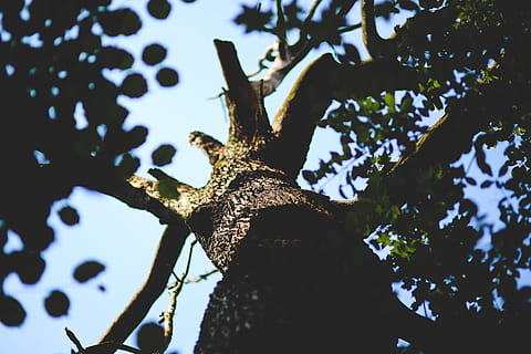 old, tree, forest, sick, dead, nature, bough, branch, bark, plant, low angle view, trunk, tree trunk, sky, no people, day, focus on foreground, outdoors, beauty in nature, growth, tranquility, leaf, plant part, sunlight, animal wildlife, silhouette, directly below, 5K, CC0, public domain, royalty free