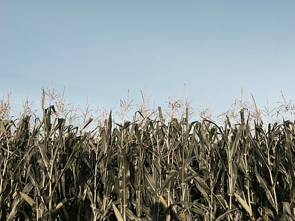 grünes Maisfeld, Maisfeld, Maisstiel, Feld, Mais, Landwirtschaft, Ernte, Himmel, Wachstum, Land, Landschaft, ländliche Szene, Getreidepflanze, Pflanze, Bauernhof, Natur, klarer Himmel, Ruhe, Tag, Mais - Ernte, keine Leute, Umgebung, kopieren sie platz, Plantage, 4K, CC0, gemeinfrei, lizenzfrei