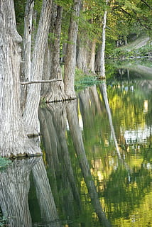 Cypress, Tree, Reflection, River, cypress, tree, wetlands, nature, peaceful, tranquil, outdoors, water, forest, no people, plant, beauty in nature, tranquility, trunk, tree trunk, tranquil scene, land, growth, scenics - nature, lake, day, non-urban scene, woodland, 4K, CC0, public domain, royalty free