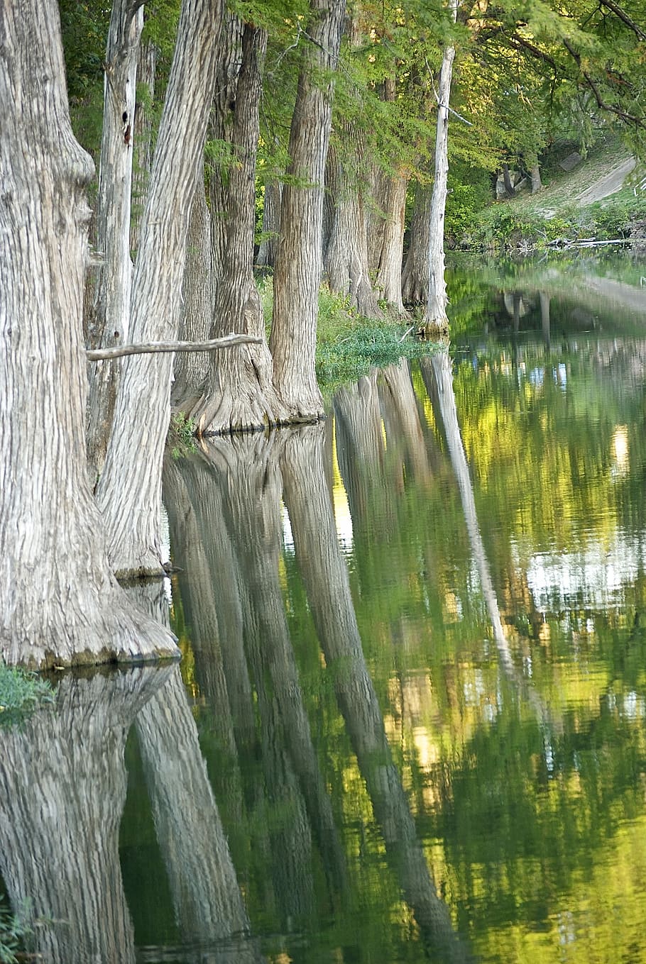 xiprer, arbre, reflexió, riu, xiprer, arbre, zones humides, naturalesa, pacífica, tranquil, a l'aire lliure, aigua, bosc, cap gent, planta, bellesa a la natura, tranquil·litat, tronc, tronc de l'arbre, escena tranquil·la, terra, creixement, escenics - natura, llac, dia, escena no urbana, 4K
