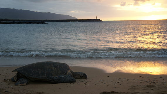 turtle, sunset, beach, nature, water, ocean, sea, horizon, waves, peninsula, golden hour, shore, hawaii, oahu, land, sky, animal wildlife, reptile, animal themes, animals in the wild, animal, beauty in nature, one animal, no people, travel destinations, scenics - nature, island, tortoise, horizon over water, outdoors, 4K, CC0, public domain, royalty free