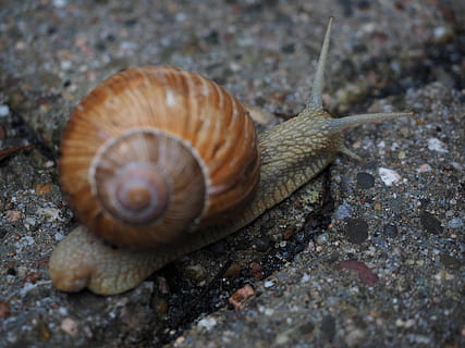 lumaca, conchiglia, sonda, strisciare, mollusco, rettile, elica pomatia, alloggio che sostiene la lumaca di campagna, lumaca di terra, paese lungenschnecke, polmonare terrestre, Helicidae, fauna selvatica, animale, temi animali, gasteropode, un animale, invertebrato, animali allo stato selvatico, guscio di animale, parte del corpo animale, avvicinamento, natura, nessuno, la noia, giorno, antenna animale, spirale, terra, strisciando, marino, 4K, CC0, dominio pubblico, privo di copyright