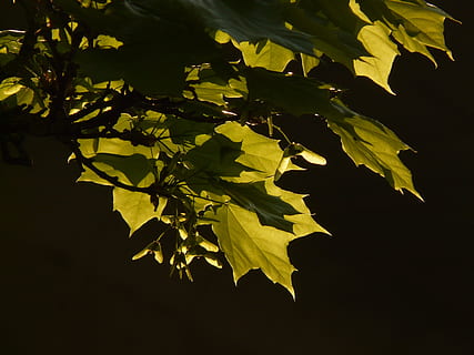 maple, maple leaf, leaf, tree, green, veins, norway maple, acer platanoides, needle leaf maple, sun, light, illuminate, maple fruit, fliegerle, rotation, column fruit, helicopter, seeds, plant part, plant, nature, growth, no people, green color, close-up, sunlight, outdoors, black background, branch, beauty in nature, fruit, food and drink, freshness, food, leaves, 2K, CC0, public domain, royalty free
