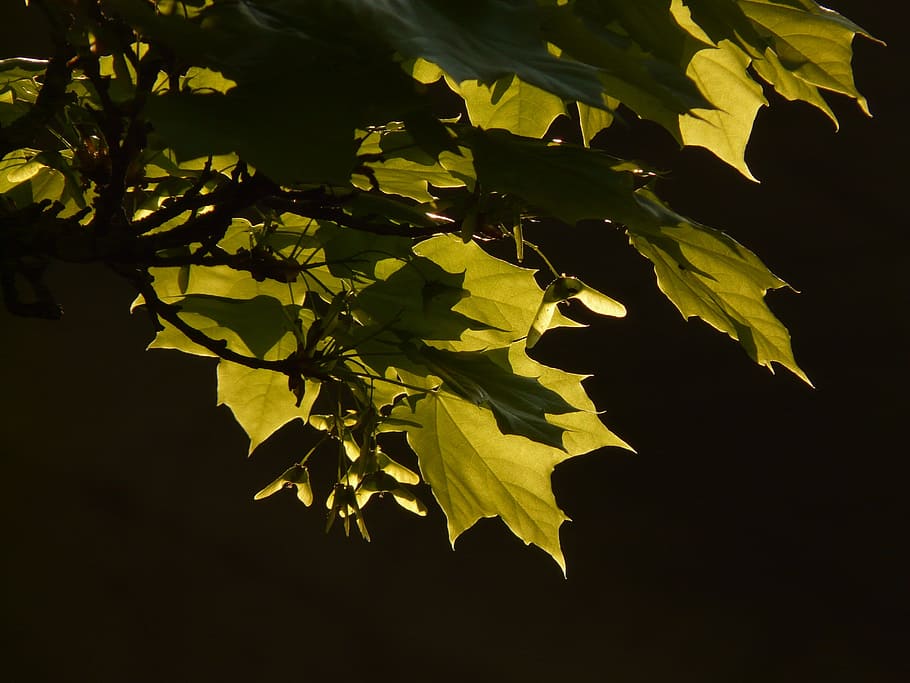 maple, fulla d'auró, full, arbre, verd, venes, Maple noruec, Acer platanoides, auró de fulles d’agulla, sol, llum, il·luminar, fruita de l’arce, fliegerle, rotació, fruita de la columna, helicòpter, llavors, part de la planta, planta, naturalesa, creixement, cap gent, color verd, primer pla, llum solar, a l'aire lliure, fons negre, branca, bellesa a la natura, fruita, menjar i beguda, frescor, menjar, fulles, 2K