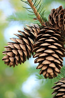 pinecones, ต้นสน, Pinecone, ตก, สนภูเขา, ต้นไม้, เขียวตลอดปี, ธรรมชาติ, ใบไม้, ฤดู, เครื่องประดับ, ผสมกลิ่นหอม, ใกล้ชิด, โคนต้นสน, การเจริญเติบโต, ปลูก, มุ่งเน้นไปที่เบื้องหน้า, ไม่มีคน, วัน, ความงามในธรรมชาติ, แบบแผน, รูปแบบธรรมชาติ, เลือกโฟกัส, สีน้ำตาล, ส่วนของพืช, กลางแจ้ง, สีเขียว, สาขา, ต้นไม้ต้นสน, แห้ง, 5K, CC0, โดเมนสาธารณะ, ค่าลิขสิทธิ์ฟรี