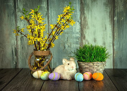 conill, testat, plantes, decoració d'ous de Pasqua, conjunt, Pasqua, festa, llebre, ous de Pasqua, ous, primavera, ous de color, a la gespa, la tradició de, colors, ou, animal, herba, cistella, bonic, mamífer, nacional, temes d'animals, planta, animals domèstics, mascotes, un animal, flor, planta amb flors, naturalesa, cap gent, material de fusta, a l'interior, gerro, groc, retrat, frescor, funció de construcció de parets, vertebrats, 5K, CC0, domini públic, lliure de regalies