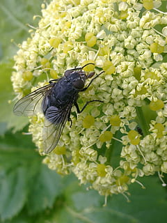 volar, insectes, mosques, insecte, un animal, flor, temes d'animals, animals a la natura, naturalesa, planta amb flors, invertebrat, fragilitat, vulnerabilitat, fauna animal, animal, frescor, planta, bellesa a la natura, creixement, pètal, cap de flor, dia, ala dels animals, cap gent, a l'aire lliure, polinització, primavera, 1080P, CC0, domini públic, lliure de regalies