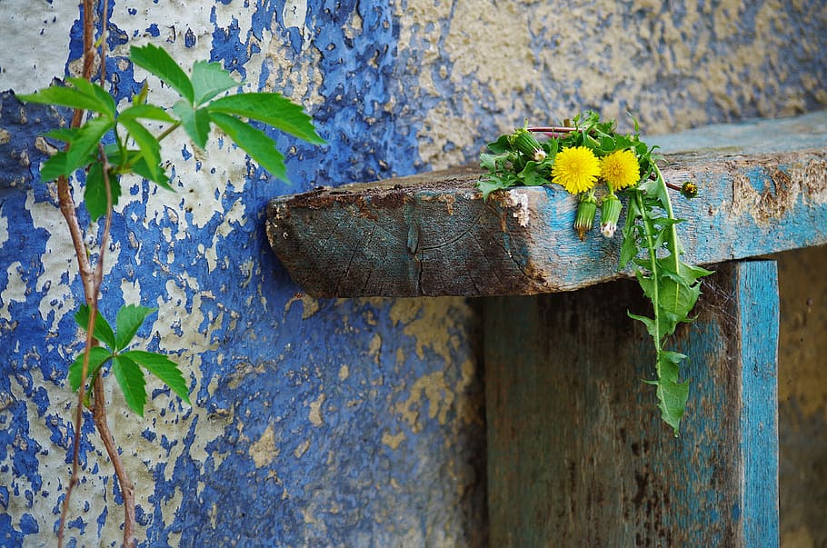 Banco, velho, fundo, arranhado, ošúchané, viver, plantar, madeira - material, folha, parte da planta, intemperizado, flor, metal, ninguém, planta com flores, dia, natureza, fechar-se, oxidado, ao ar livre, crescimento, estragado, azul, abandonado, cor verde, deterioração, 4K