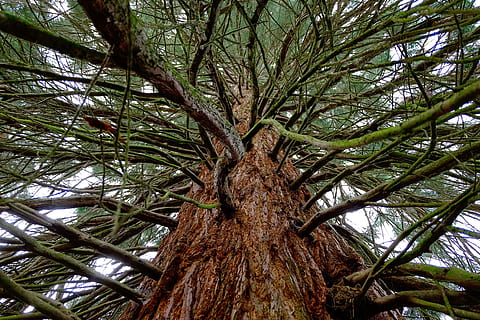 sequoia, copac, chiparos, trib, mare, roșu, ramuri, latra, sucursalele raionale, înalt, Buturuga, natură, Brad, vedere unghiulară joasă, zi, creştere, plantă, trunchi de copac, trompă, ramură, frumusețe în natură, nici o persoana, liniște, pădure, teren, Culoarea verde, în aer liber, climat tropical, înalt - înalt, cer, palmier, copac copac, imediat mai jos, 1080P, CC0, domeniu public, fără drepturi de autor