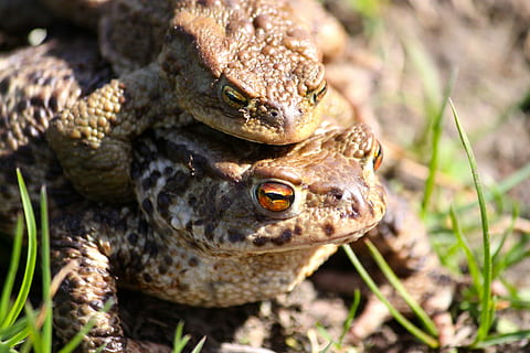 frøen, tudser, forår, dyre temaer, dyr, dyreliv, krybdyr, dyr i naturen, hvirveldyr, et dyr, natur, tæt på, padde, dyr kropsdel, ingen mennesker, dyr hoved, dag, portræt, frø, græs, plante, dyr øje, dyre skala, 4K, CC0, offentligt domæne, royaltyfrie