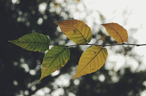 foto, verde, Marrone, albero, le foglie, vicino, fotografia, ovate, foglia, ramo, bosco, parte vegetale, modificare, natura, autunno, avvicinamento, vena fogliare, pianta, concentrarsi sulle conoscenze acquisite, giorno, nessuno, bellezza nella natura, asciutto, all'aperto, giallo, vulnerabilità, modello naturale, condizione naturale, collezione autunnale, 1080P, CC0, dominio pubblico, privo di copyright