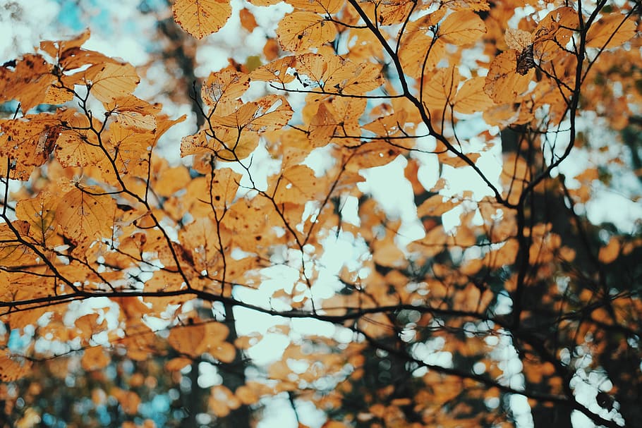 Brun, blad træ, dag, makrofotografering, bladede, plante, træ, efterår, afdeling, gul, løv, blad, natur, Skov, farve, orange leafe, træ gren, skønhed i naturen, ingen mennesker, vækst, lave om, fokus på forgrunden, lav vinkel visning, skrøbelighed, udendørs, sårbarhed, plante del, blomst, blomstrende plante, tæt på, forår, naturlig tilstand, kirsebær blomst, 5K