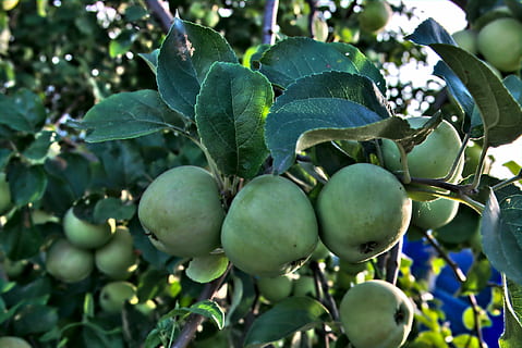 apel, pohon apel, lembar, pohon, musim panas, apel di dahan, buah, taman, apel di cabang, merapatkan, alam, rencana krupnyj, bercabang dengan daun, daun-daun hijau, hijau, Kebun sayur, Daun-daun, makro, tidak dewasa, pertumbuhan, menanam, warna hijau, makanan dan minuman, makan sehat, makanan, kesegaran, bagian tanaman, daun, keindahan di alam, tidak ada orang, hari, fokus pada latar depan, kesejahteraan, banyak, di luar rumah, matang, 4K, CC0, domain publik, bebas royalti
