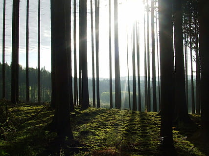 Baum, Gegenlicht, Sonne, Wald, Natur, Stimmung, Lichteinfall, Pflanze, Land, Baumstamm, Kofferraum, Ruhe, Wachstum, Schönheit in der Natur, ruhige Szene, Tag, keine Leute, Nicht-städtische Szene, Szenen - Natur, draußen, Sonnenlicht, Himmel, Umgebung, Bambuspflanze, Streaming, 1080P, CC0, gemeinfrei, lizenzfrei