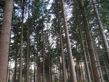 bosc, arbres, naturalesa, tronc, sotabosc, escapar, arbre, planta, tronc de l'arbre, vista d’angle baix, terra, creixement, tranquil·litat, bellesa a la natura, alta - alta, dia, cap gent, escena tranquil·la, escenics - natura, bosc de bambú, escena no urbana, bambú, bambú - planta, a l'aire lliure, arbre de coníferes, bosc de pi, 4K, CC0, domini públic, lliure de regalies