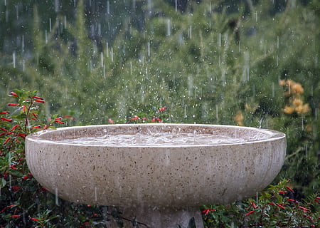 maro, birdbath, roșu, portocale, flori petaled, ploaie, precipitaţii, umed, stropi, vreme, duș, natură, plantă, apă, zi, planta cu flori, prospeţime, Culoarea verde, floare, nici o persoana, mişcare, creştere, în aer liber, să se concentreze asupra primelor elemente, cadă, mancare si bautura, teren, iarbă, gustare, frumusețe în natură, pulverizare, apă curgătoare, 2K, CC0, domeniu public, fără drepturi de autor