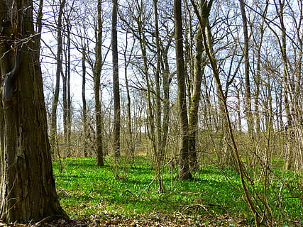 primavera, verde foresta, foresta primaverile, foresta, verde, aglio d'orso, germoglio, crescere, natura, crescita, albero, tronco d'albero, colore verde, all'aperto, pianta, terra, tronco, la tranquillità, bellezza nella natura, bosco, nessuno, scena tranquilla, giorno, scenics - natura, paesaggio, scena non urbana, ambiente, erba, 4K, CC0, dominio pubblico, privo di copyright