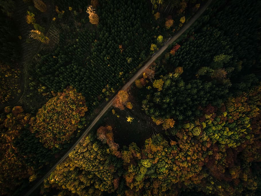 antenni, valokuvaus, tie, woods, päivä-, keskimmäinen, metsä, Katso alas, Puut, surina, kasvi, puu, luonto, syksy, ei ihmisiä, kauneus luonnossa, korkea kulma, kasvu, ilmakuva, päivä, maa, muuttaa, maisemat - luonto, puun lehti, kasvi-osa, tyyneys, ulkona, rauhallinen kohtaus, maisema, 2K