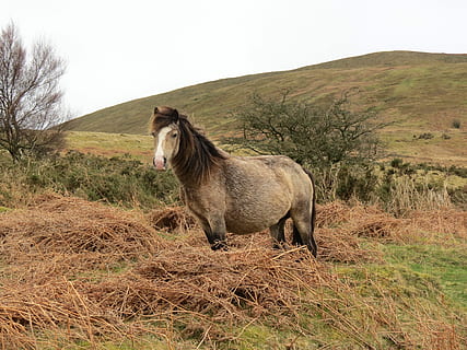 grigio, cavallo, in piedi, erba, natura, animale, all'aperto, scena rurale, mammifero, pascolo, pony, azienda agricola, prato, criniera, stallone, Marrone, giorno, un animale, temi animali, fauna selvatica, bestiame, pianta, animali domestici, vertebrato, terra, campo, domestico, nessuno, cielo, animale da lavoro, erbivoro, 4K, CC0, dominio pubblico, privo di copyright