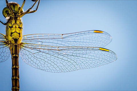 Makrofotografie, Gelb, braun, Libelle, gelbe Libelle, Flügel, Insekt, Segment, Bein, Makro, Nahansicht, Thorax, Detail, Vene, Fehler, Unterseite, Abdoman, Struktur, Blau, Himmel, klarer Himmel, keine Leute, Natur, Technologie, draußen, Kraftstoff- und Stromerzeugung, sonnig, kopieren sie platz, Draht, Flachwinkelansicht, Kabel, Tag, Tierthemen, Kommunikation, Tier, Zeichen, Metall, Blauer Hintergrund, Takelwerk, 2K, CC0, gemeinfrei, lizenzfrei