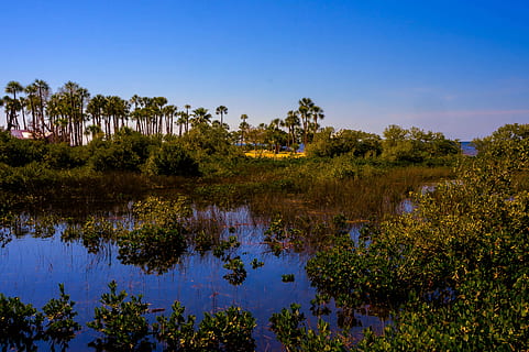 Pine Island, Florida, Marshlands, pine island, florida, palm trees, tropics, exotic, hernando county, nature, tropical, landscape, water, summer, sunny, reflection, beautiful, plant, tree, agriculture, scenics, sky, beauty in nature, tranquility, scenics - nature, tranquil scene, lake, growth, no people, blue, clear sky, non-urban scene, outdoors, day, land, swamp, 4K, CC0, public domain, royalty free