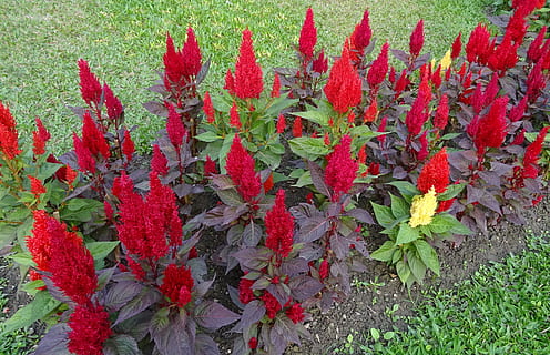 cockscomb, flor, llit, flora, ornamentals, jardineria, florir, frescor, kolkata, Índia, planta, creixement, vermell, bellesa a la natura, part de la planta, naturalesa, planta amb flors, full, color verd, dia, vista d’angle alt, vulnerabilitat, cap gent, fragilitat, camp, primer pla, terra, a l'aire lliure, cap de flor, 2K, CC0, domini públic, lliure de regalies