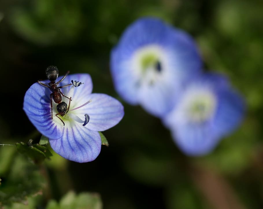 blauet, formiga, insecta, flor, blau, planta, fulles, verd, bellesa, naturalesa, planta amb flors, frescor, vulnerabilitat, fragilitat, primer pla, bellesa a la natura, cap de flor, inflorescència, porpra, pètal, creixement, centrar-se en primer pla, cap gent, invertebrat, dia, enfocament selectiu, insecte, 1080P