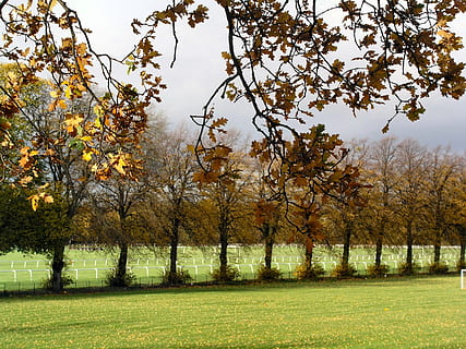 paesaggio, alberi, riga, campo, albero, pianta, crescita, bellezza nella natura, la tranquillità, nessuno, scena tranquilla, scenics - natura, natura, erba, terra, ambiente, cielo, ramo, giorno, colore verde, all'aperto, parco, modificare, 2K, CC0, dominio pubblico, privo di copyright