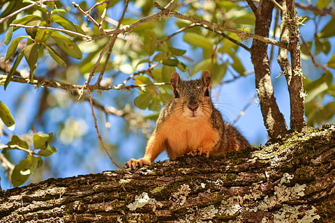 squirrel, tree, leaves, animal, animal themes, one animal, mammal, animal wildlife, branch, plant, animals in the wild, nature, no people, vertebrate, low angle view, rodent, day, sitting, focus on foreground, trunk, tree trunk, outdoors, bark, 8K, CC0, public domain, royalty free