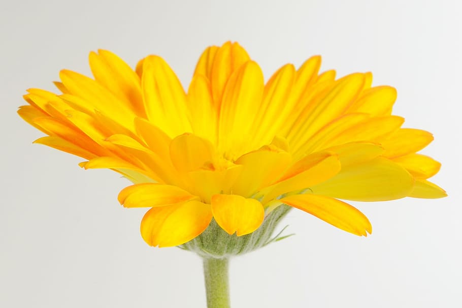 avvicinamento, foto, giallo, fiore petalo, gerbera, germini, fiore, primavera, fiorire, fioritura, affetto, fragranza, romantico, San Valentino, pianta fiorita, freschezza, girato in studio, testa di fiore, bellezza nella natura, in casa, pianta, fragilità, petalo, infiorescenza, vulnerabilità, natura, nessuno, sfondo bianco, colore vibrante, preparativi, un mazzo di fiori, mazzo, composizione floreale, 720P