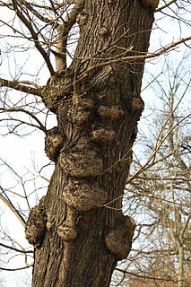 Konar, albero, nitidezza, tronco, natura, ramo d'albero, la corteccia dell'albero, rami, primavera, distanziatore, rami fioriti, fioriture, verde, tronco d'albero, albero nudo, giorno, nessuno, pianta, ramo, Inquadratura dal basso, strutturato, cielo, crescita, concentrarsi sulle conoscenze acquisite, la tranquillità, all'aperto, abbaiare, ruvido, avvicinamento, bellezza nella natura, intrecciate, 5K, CC0, dominio pubblico, privo di copyright