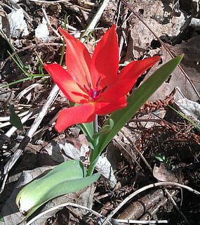 tulip, red, forest, orphaned, alone, change of location, loneliness, plant, flowering plant, flower, beauty in nature, petal, vulnerability, fragility, close-up, inflorescence, growth, flower head, freshness, day, nature, no people, leaf, plant part, high angle view, outdoors, pollen, 1080P, CC0, public domain, royalty free