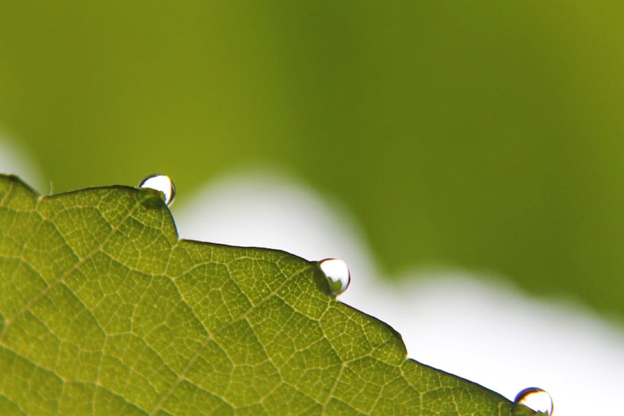 macro, foglia, natura, goccia di pioggia, lascia cadere le foglie delle piante, acqua, pianta, naturale, botanico, biologico, botanica, erba, agricoltura, all'aperto, ambiente, orticoltura, vegetazione, fogliame, verde, bagnato, colore verde, avvicinamento, freschezza, sfondi, primavera, estate, far cadere, rugiada, crescita, nessuno, un animale, insetto, parte vegetale, bellezza nella natura, giorno, invertebrato, vena fogliare, concentrarsi sulle conoscenze acquisite, animale, fauna selvatica, messa a fuoco selettiva, vulnerabilità, fragilità, le foglie, 4K