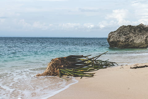 untouched tropical beach, green, plant, seashore, sea, water, land, horizon, sky, beach, horizon over water, scenics - nature, beauty in nature, tranquil scene, tranquility, nature, cloud - sky, sand, idyllic, no people, day, rock, non-urban scene, driftwood, 5K, CC0, public domain, royalty free