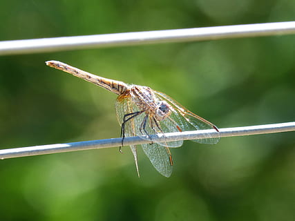 libellula, cavo, filo, ali trasparenti, un animale, fauna selvatica, temi animali, animale, animali allo stato selvatico, insetto, invertebrato, concentrarsi sulle conoscenze acquisite, avvicinamento, ala animale, pianta, giorno, natura, nessuno, all'aperto, colore verde, bellezza nella natura, parte del corpo animale, ramoscello, 2K, CC0, dominio pubblico, privo di copyright