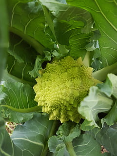 Brokoli, sayur-mayur, berbentuk piramide, warna hijau, daun, bagian tanaman, pertumbuhan, kesegaran, makanan dan minuman, makanan, merapatkan, makan sehat, menanam, kesejahteraan, alam, tidak ada orang, hari, keindahan di alam, di luar rumah, vena daun, makanan mentah, bingkai penuh, 4K, CC0, domain publik, bebas royalti