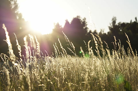 profondità, foto di campo, campo d'erba, erbe, raggio, sole, albero, campo, erba, pianta, riflesso lente, Sunray, ora d'oro, Grano, tramonto, luce del sole, natura, Alba, legna, crescita, bellezza nella natura, cielo, la tranquillità, terra, scena tranquilla, nessuno, raggio di sole, paesaggio, all'aperto, messa a fuoco selettiva, giorno, ambiente, luminosa, 5K, CC0, dominio pubblico, privo di copyright