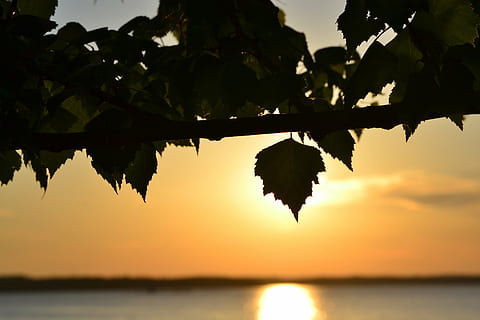 posta de sol, llac, arbre caducifoli, estiu, näsijärvi, tampere, full, aigua, part de la planta, arbre, planta, cel, bellesa a la natura, reflexió, escenics - natura, silueta, tranquil·litat, naturalesa, a l'aire lliure, centrar-se en primer pla, escena tranquil·la, cap gent, creixement, branca, 4K, CC0, domini públic, lliure de regalies