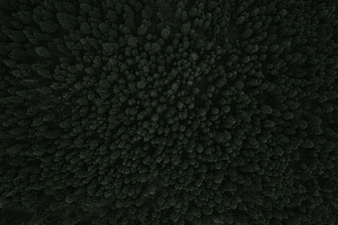 drone shot, densa, boscos, llac palmer, textura, bosc, arbre, vista del drone, drone, vista, vista aèria, fons, primer pla, color negre, macro, patró, naturalesa, resum, fosc, marc complet, material, cap gent, bellesa a la natura, nit, color verd, escenics - natura, tranquil·litat, a l'aire lliure, patró natural, planta, aigua, menjar i beguda, 4K, CC0, domini públic, lliure de regalies