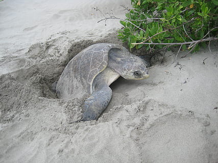 turtle, eggs, mexico, animal wildlife, animal themes, animals in the wild, animal, one animal, reptile, sand, land, vertebrate, nature, beach, no people, high angle view, day, outdoors, tortoise, sea, sea turtle, animal shell, marine, 2K, CC0, public domain, royalty free