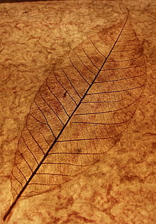 full, esquelet, venes, marró, esquelet de fulles, venes de les fulles, fons, filigrana, beix, brillant, fusta, antic, naturalesa, cap gent, textura, vena de la fulla, patró, part de la planta, primer pla, sec, tardor, fragilitat, vulnerabilitat, natura morta, marc complet, enfocament selectiu, a l'aire lliure, material de fusta, patró natural, canvi, fulles, 1080P, CC0, domini públic, lliure de regalies