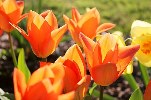 tulipani, arancia, primavera, fioritura, petali, fiore, luminosa, di stagione, soleggiato, colorato, colore, luce del sole, giardino, lampadina, giallo, tulipano, natura, pianta, estate, stagione, bellezza nella natura, all'aperto, petalo, testa di fiore, letto di fiori, foglia, pianta fiorita, fragilità, vulnerabilità, freschezza, crescita, avvicinamento, infiorescenza, colore arancione, nessuno, giorno, campo, concentrarsi sulle conoscenze acquisite, botanica, giardinaggio, 1080P, CC0, dominio pubblico, privo di copyright