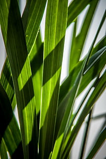 blade, grøn, skyggespil, blad, vækst, grøn farve, plante, plante del, natur, skønhed i naturen, Palme træ, tæt på, ingen mennesker, sollys, dag, botanik, palmblad, tropisk klima, udendørs, naturligt mønster, træ, frond, friskhed, græsblad, stueplante, 4K, CC0, offentligt domæne, royaltyfrie